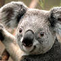 thumb_Koala.jpg
